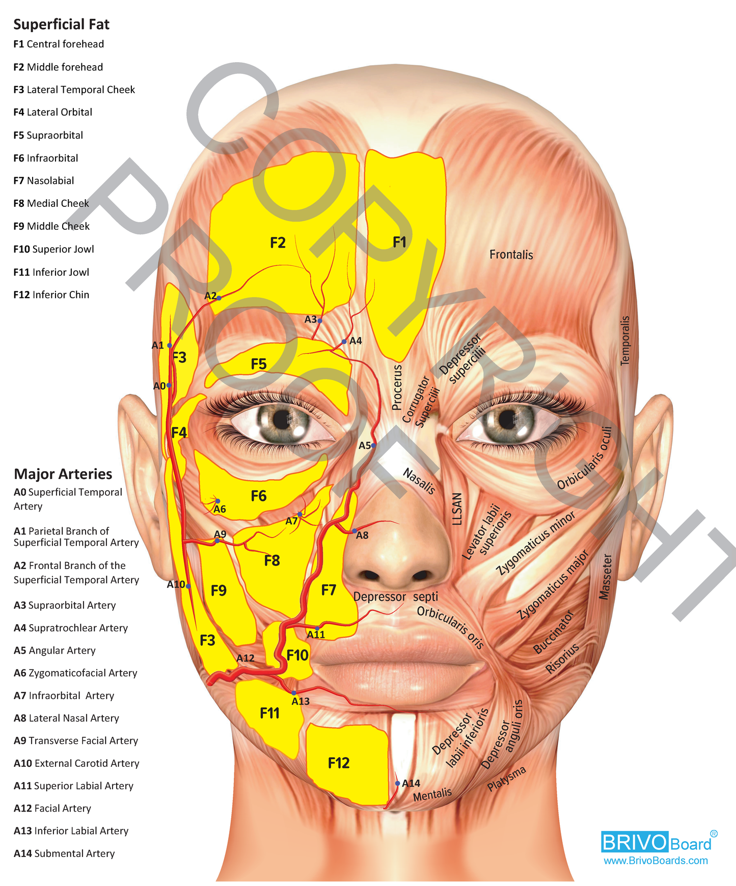 Anatomy Brivo Board (no syringe clips)